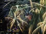 Ano Novo: já é 2023 na Austrália, no Japão e na China; Confira