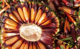 Santa Catarina ultrapassa Paraná e se torna o maior produtor de pinhão do Brasil, diz IBGE