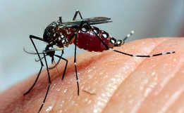 São Miguel do Oeste confirma primeiro óbito por dengue em 2025