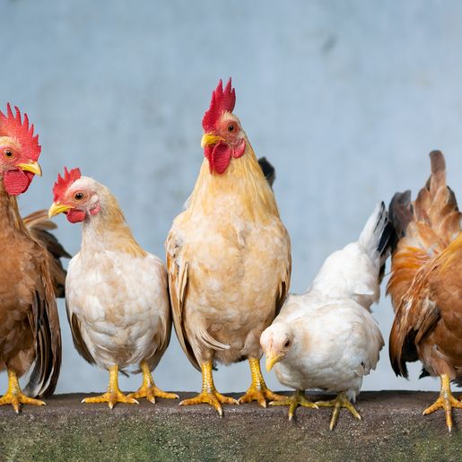Polícia atende ocorrência envolvendo galinhas em município catarinense