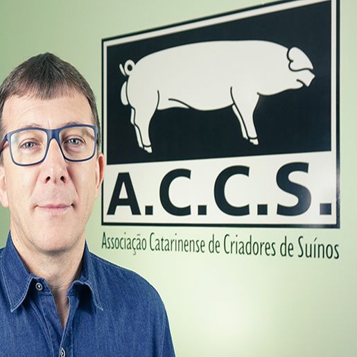 ACCS faz projeção otimista para a suinocultura em 2025 