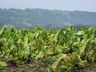 Itapiranga vai decretar situação de emergência em virtude de perdas na agricultura