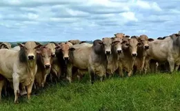 Itapiranga propõe alteração no programa de Melhoramento Genético