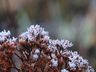 Serra catarinense volta a amanhecer com temperaturas abaixo de zero e paisagens cobertas de gelo