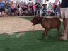 Desfile de cães tem presença de 20 animais na Efrait 2024