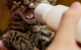 Gato do mato é resgatado em Itapiranga 