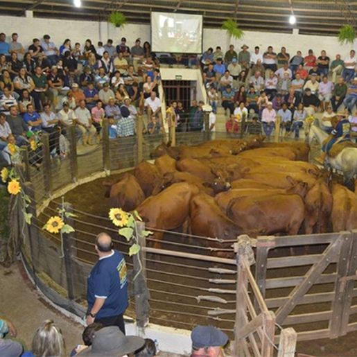 Definido calendário de remates de gado geral na região para 2020
