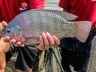 Feira do Peixe inicia comercialização no dia 15 de março