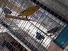 Associação dos Criadores de Aves de Iporã do Oeste realiza 1ª copa de ornitologia