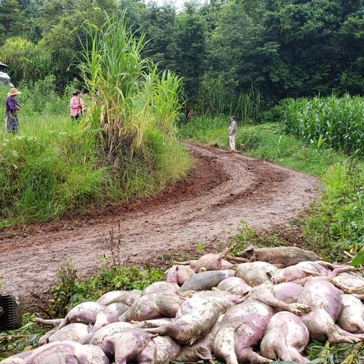 VÍDEO: Caminhão carregado com suínos tomba no interior de Iporã do Oeste