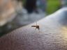 Itapiranga possui 80 casos confirmados de Dengue