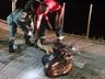 Bombeiros resgatam sucuri de sete metros e 110 kg