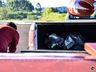 VÍDEO: Arcanjo do Corpo de Bombeiros faz transporte de EPI’s e Cloroquina
