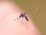 Casos de dengue sobem 43% em São Miguel do Oeste em comparação com 2024