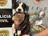 Polícia Civil localiza animal furtado em SMOeste