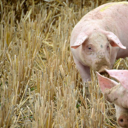 Segundo dados do IBGE, abate de suínos chega a recorde no segundo trimestre