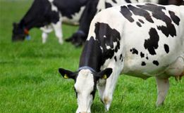 Mais de mil inseminações foram realizadas através do programa de melhoramento genético