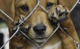 MP: prefeitos têm 60 dias para implantar políticas de controle populacional de animais