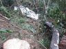 Homem morre após ser atingido por árvore no Oeste