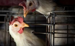 Japão suspende importação de aves de Santa Catarina