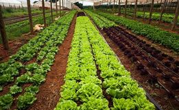 Importância da Horticultura é tema do Programa Conectando ao Agro