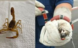 SC teve quase 2 mil acidentes com animais peçonhentos em 2025