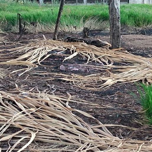 Moradores denunciam crime ambiental no interior 