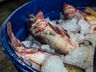 SMO: movimentação na Feira Livre para compra de peixes é intensa