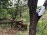 Carro sai da pista cai de ribanceira e fica preso em árvores na BR-282 em Iraceminha