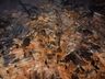 Casa é destruída por incêndio no interior de Anchieta 