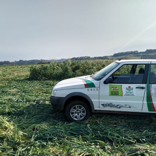 Vídeo: Propriedade da linha Gaúcha é a primeira a utilizar rolo faca produzido em Descanso 