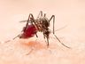 Cidade do Oeste concentra 73,4% dos casos de chikungunya de SC