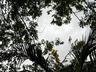 Árvore cai sobre residência no centro de SMO