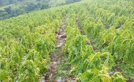 Chuva de granizo causa prejuízos em lavouras da região