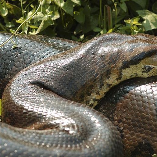 Vídeo mostra a força da mordida da sucuri verde, espécie considerada a maior do mundo