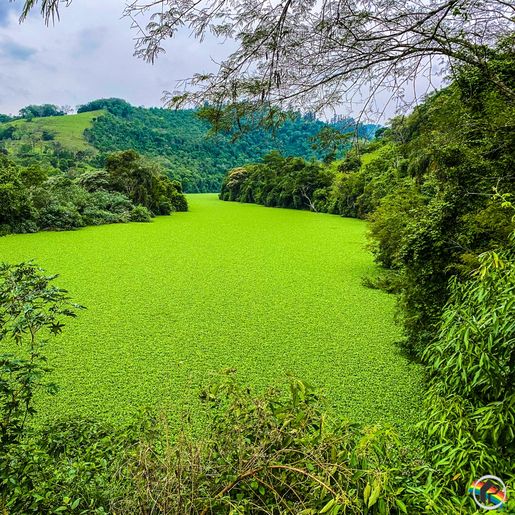 ALFACE D'ÁGUA: análise aponta alterações na água do Rio das Flores