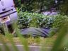 Identificado jovem morto em acidente na SC-163 em Descanso