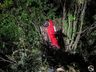 Motorista perde o controle de carro, capota e se choca com árvores na BR-163 