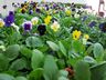 CAESP/APAE Caminho de Luz realiza feira de flores de inverno
