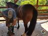 Ferrador de cavalos, uma profissão arriscada e com poucos profissionais 