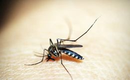 SC registrou mais de 100 casos prováveis de dengue por dia em 2025