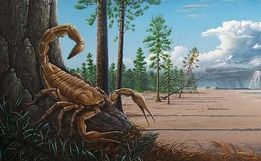Fóssil de escorpião que viveu antes dos dinossauros é encontrado em Canoinhas