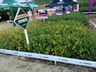 Cooperalfa envolve centenas de agricultores na 3ª Noite de Campo em SJCedro
