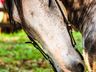 Cavalgada da Integração passa por São Miguel do Oeste