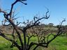 Poucos dias de frio prejudicam a produção de frutas
