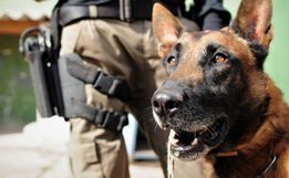 OUÇA: Núcleo de Operações com Cães da Polícia Civil deverá ser instalado em SMO