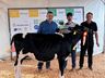 Qualidade genética e potencial leiteiro em destaque no julgamento de gado holandês da ExpoCedro 2025