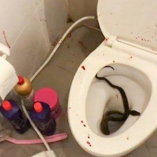 Jovem é picado no pênis por cobra de um metro enquanto usava o banheiro