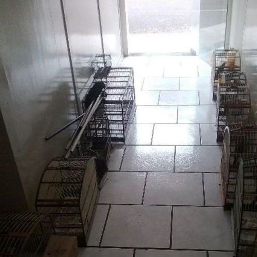 Homem é detido por crime ambiental, ele tinha aves e gaiolas em casa