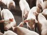 SC exporta mais de 360 mil toneladas de carne suína em 2025